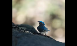 Rare Blue-and-White Flycatcher Spotted on Gujarat’s Pavagadh Hill