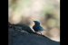 Rare Blue-and-White Flycatcher Spotted on Gujarat’s Pavagadh Hill