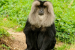 Karnataka HC Halts Activities in Sharavathi Valley Macaque Sanctuary