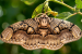 ZSI Discovers Two New Lichen Moth Species in Eastern Himalayas