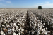 India Overtakes China as Top Cotton Product Supplier to US