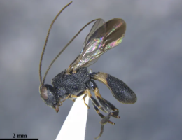 New Parasitic Wasp Species Discovered in Assam Tea Estate