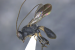 New Parasitic Wasp Species Discovered in Assam Tea Estate