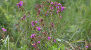 Osbeckia zubeengargiana: New Plant Species Discovered in Assam