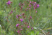 Osbeckia zubeengargiana: New Plant Species Discovered in Assam