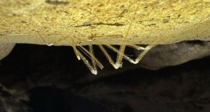 Myiophanes kempi Rediscovered in Andaman Limestone Caves