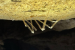 Myiophanes kempi Rediscovered in Andaman Limestone Caves