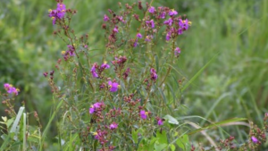 New Plant Species Discovered in Manas Named After Zubeen Garg
