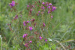 New Plant Species Discovered in Manas Named After Zubeen Garg