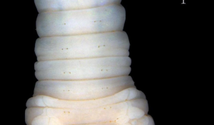 New Earthworm Species Drawida vazhania Discovered in Kerala