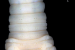 New Earthworm Species Drawida vazhania Discovered in Kerala