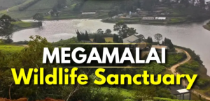 Megamalai Wildlife Sanctuary Records Nine New Species