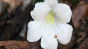 Rare Plant Henckelia monophylla Rediscovered in Arunachal Pradesh
