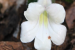 Rare Plant Henckelia monophylla Rediscovered in Arunachal Pradesh