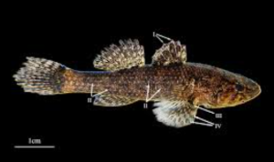 Butis bargabhimae: New Estuarine Fish Discovered in Bengal