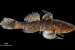 Butis bargabhimae: New Estuarine Fish Discovered in Bengal