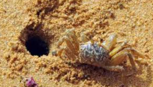 Vela carli Crab Discovery Reveals Rare Gynandromorphy