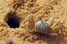Vela carli Crab Discovery Reveals Rare Gynandromorphy