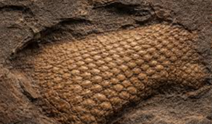 289-Million-Year-Old Reptile Skin Fossil Discovered in Oklahoma