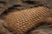 289-Million-Year-Old Reptile Skin Fossil Discovered in Oklahoma