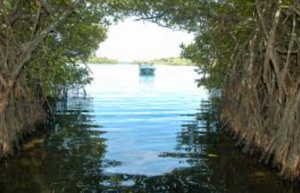 Hypercapnic Hypoxia Threatens Mangrove Ecosystems Globally
