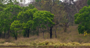 Sathyamangalam Tiger Reserve Cracks Down on Illegal Resorts