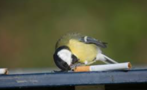 Birds Use Cigarette Butts as Anti-Parasite Strategy