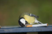 Birds Use Cigarette Butts as Anti-Parasite Strategy