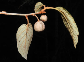 Actinidia Indica Discovered as New Wild Kiwi Species