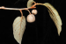 Actinidia Indica Discovered as New Wild Kiwi Species