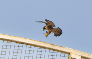 Shaheen Falcon Nesting Spotted in Kochi Residential Site
