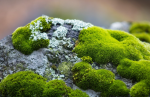 Desert Moss Discovery Boosts Green Mars Prospects