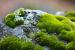 Desert Moss Discovery Boosts Green Mars Prospects