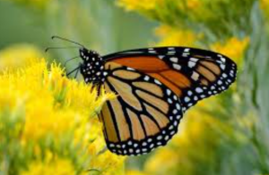 Monarch Butterfly Population Sees Sharp Seasonal Recovery