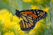 Monarch Butterfly Population Sees Sharp Seasonal Recovery
