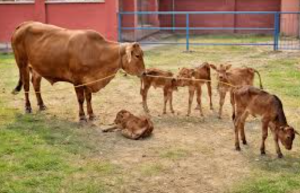 Sahiwal Cattle IVF Breakthrough Boosts Indigenous Breeding