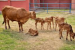 Sahiwal Cattle IVF Breakthrough Boosts Indigenous Breeding