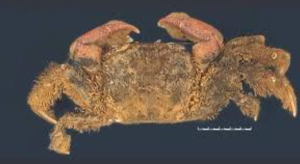 New Mangrove Crab Chhapgarus ngankeeae Discovered in Goa
