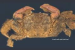 New Mangrove Crab Chhapgarus ngankeeae Discovered in Goa