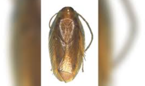 India Discovers New Cockroach Species Using DNA Taxonomy