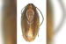 India Discovers New Cockroach Species Using DNA Taxonomy