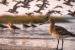 Hudsonian Godwit Faces Sharp Decline Amid Climate Threats