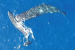Sperm Whale Headbutting Behaviour Captured by Drones