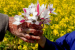Kashmir Tulip Project Boosts India’s Self-Reliance Drive
