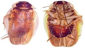 Neoloboptera peninsularis Discovered in Deccan Peninsula