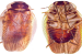 Neoloboptera peninsularis Discovered in Deccan Peninsula