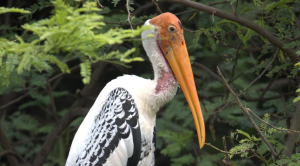 AI Tracks Painted Stork Nest Fidelity in Delhi Zoo