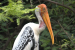 AI Tracks Painted Stork Nest Fidelity in Delhi Zoo