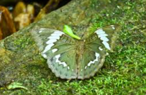 Euthalia Zubeengargi Butterfly Discovered in Arunachal Pradesh