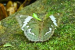 Euthalia Zubeengargi Butterfly Discovered in Arunachal Pradesh
